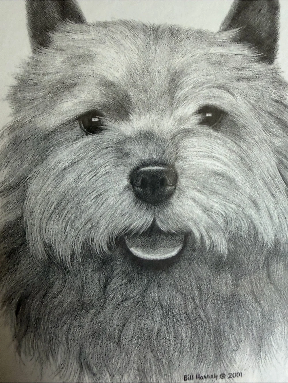 Norwich Terrier Dog Note Cards (8) Fine Art Drawing